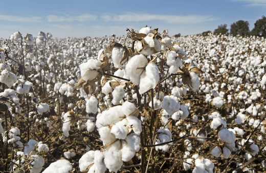 noces de coton symbole un an de mariage - champs de plantation de coton