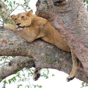 Lion faune sauvage Ouganda