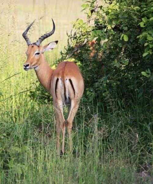 safari Malawi antilope parcs préservés luxe voyage Afrique