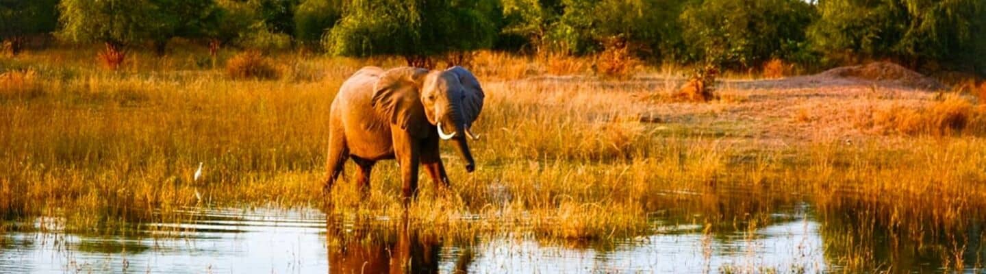 Voyage safari en Afrique éléphant