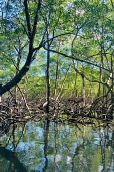 mangrove kayak antilles voyage