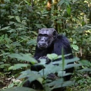 Voyage safari Ouganda gorille forêt Bwindi