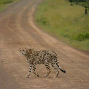 animaux safari sauvage Afrique