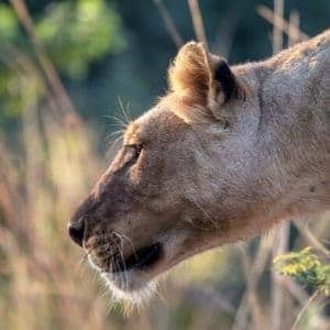 safari Afrique Lion voyage Malawi