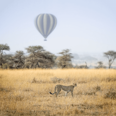 voyage safari d'exception voyage avec des enfants haut de gamme Montgolfière Serengeti Tanzanie