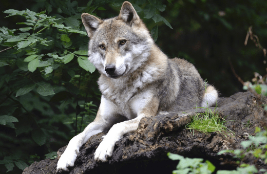 nuit avec les loups vacances insolites en France