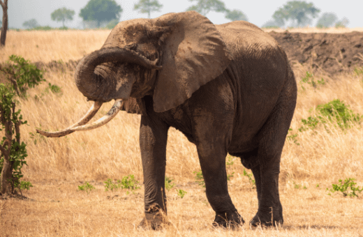 elephant safari d'exception Tanzanie Serengeti