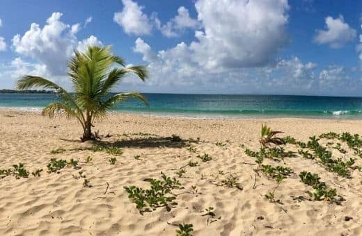 rhum plage Salines Caraïbes