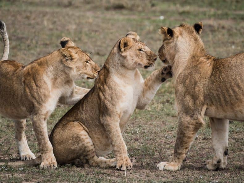 faune sauvage lions safaris d'exception