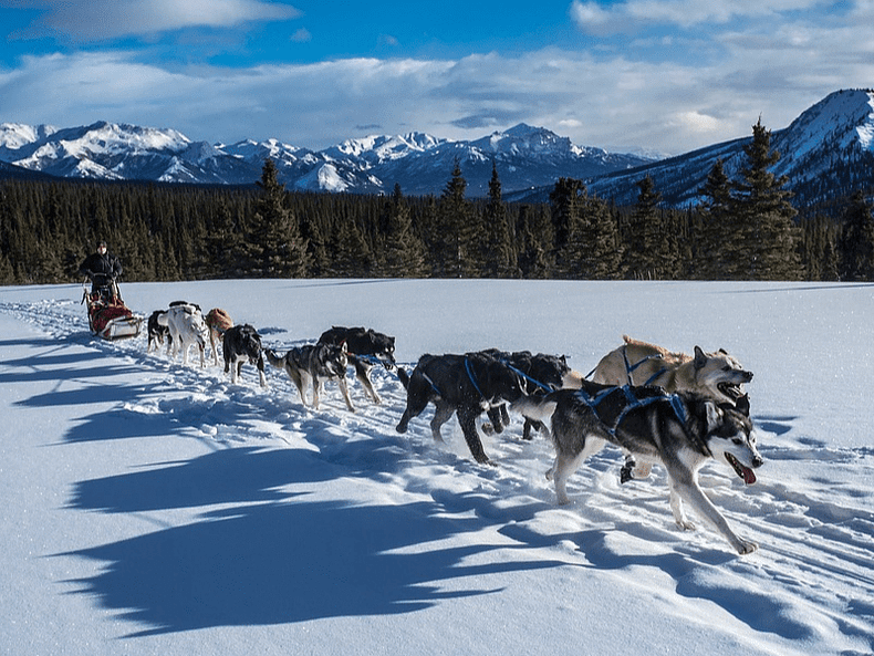 Canada chiens de traineaux voyage insolite