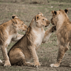 Safari & Observation de la faune