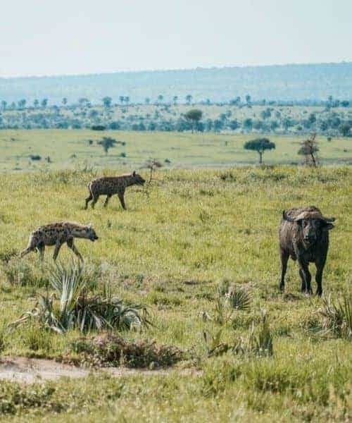 Gnou et hyènes safari Ouganda
