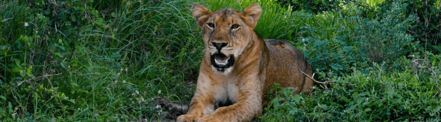 Lion bandeau Voyage en Ouganda safari de luxe