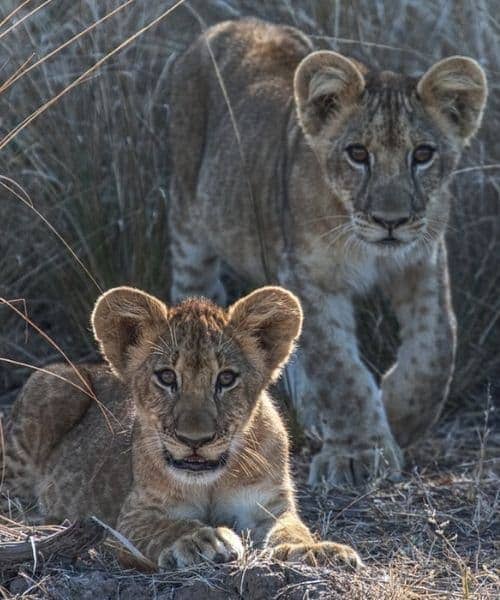 safari Zambie et Malawi lions sauvages BIG Five