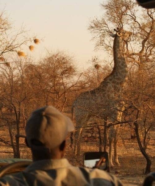 Safari de luxe voyage au Zimbabwe