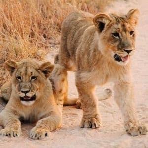 safari de luxe lions voyage au Zimbabwe