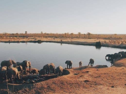 Avis de voyageurs Horizons Secrets animaux faune safari d'exception éléphants Mana Pools Hwange Zimbabwe