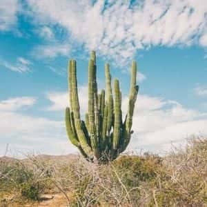cactus basse Californie