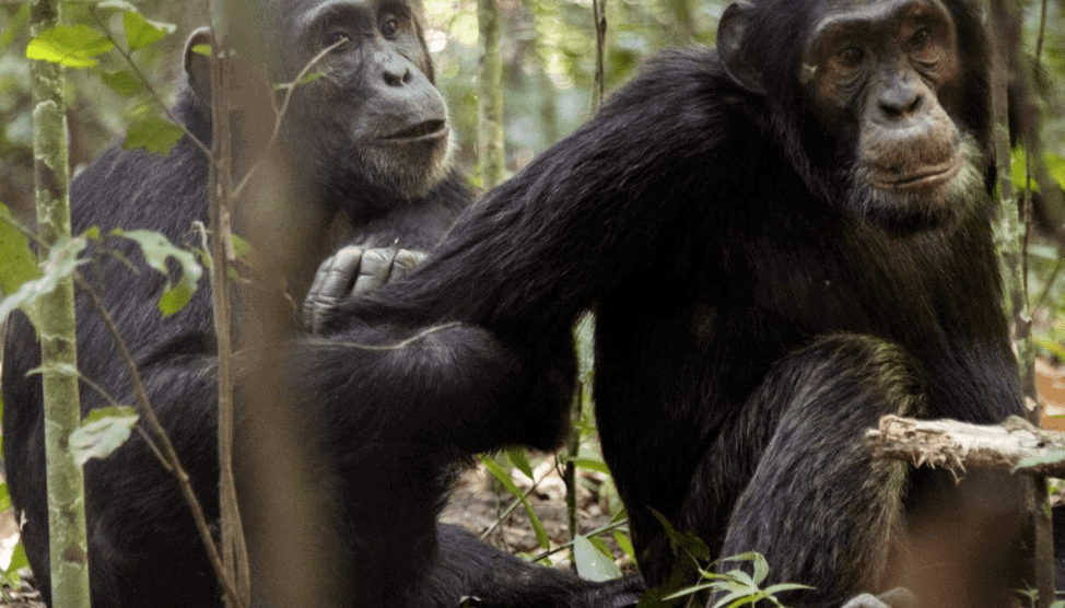 voyage de noces Tanzanie chimpanzés hors sentiers battus